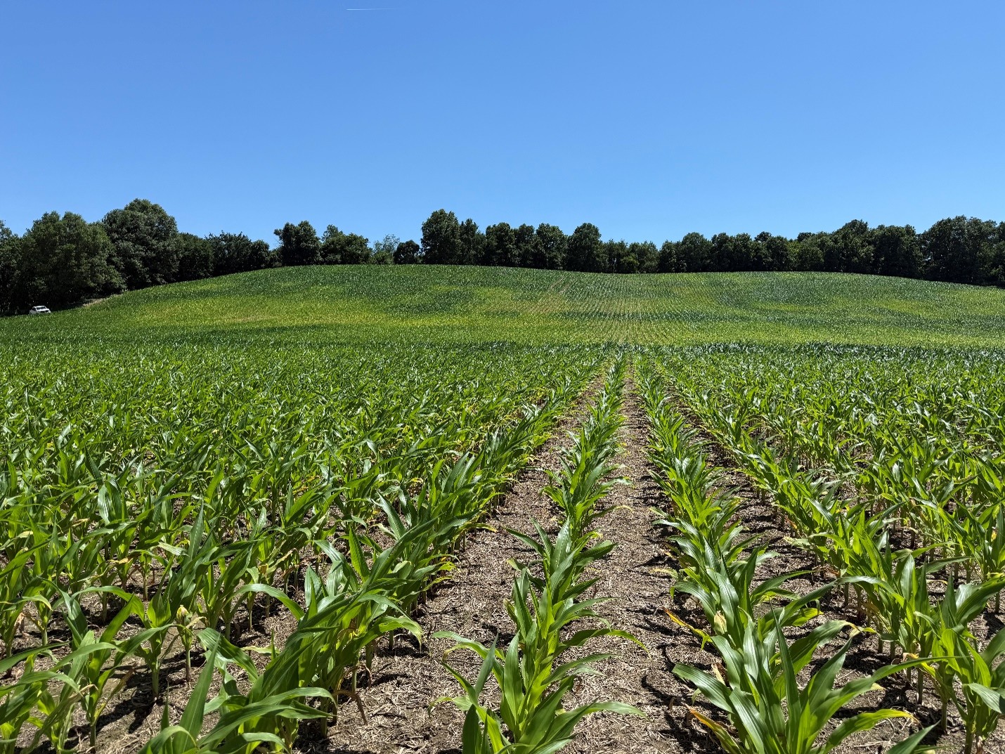 Evidence of corn stunting, uneven growth, and yellowing due to excessive rainfall and soil waterlogging in Dubois County, Indiana. Photo taken June 2, 2026.