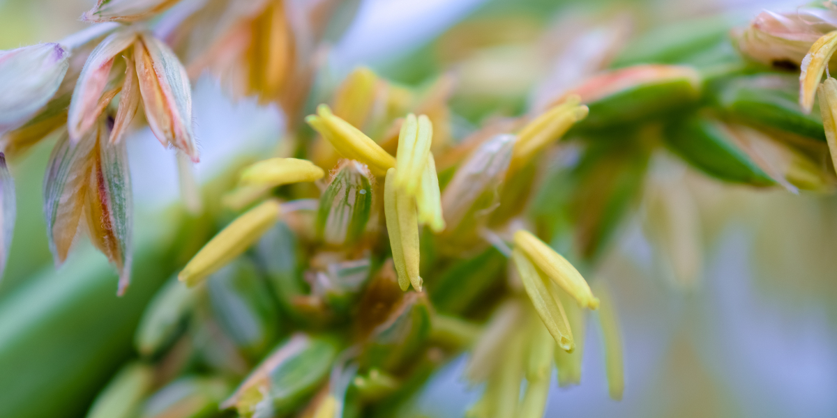 corn anthers growing on corn tassels
