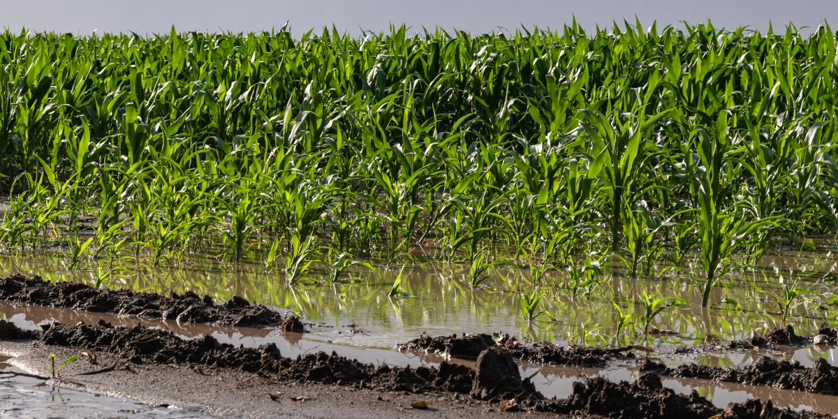 field of flooded corn with standing water and mud