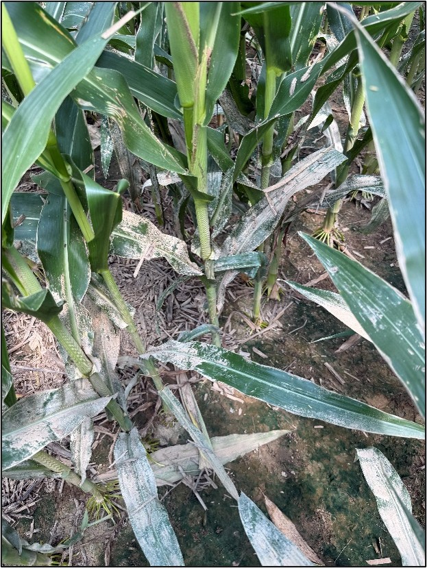 Incidence of mud and sediment on late-season corn leaves following flooding in SW Indiana in 2026. Photo by Isaac Schroeder, Winfield United.