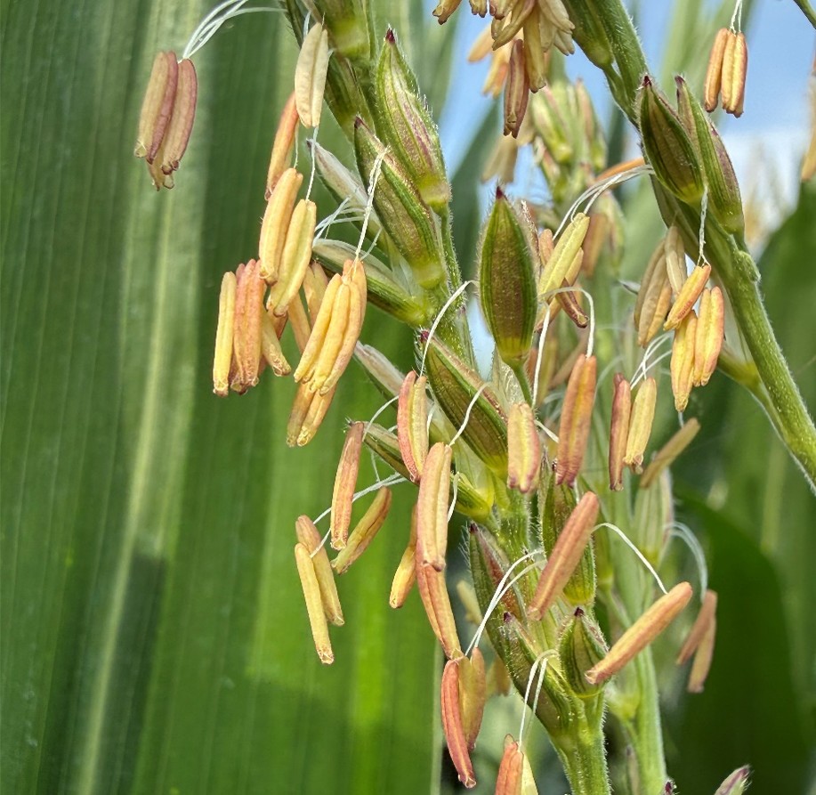 Corn anther