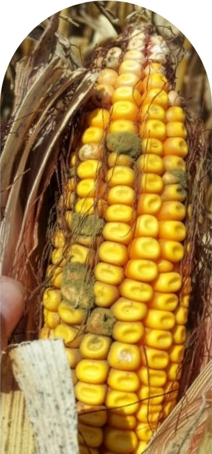 Aspergillus Example on Corn Sample
