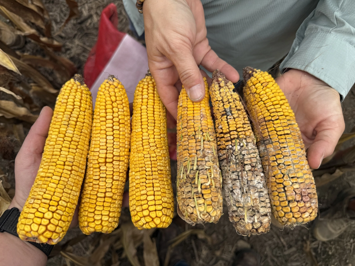 Presence of multiple ear rots and premature kernel sprouting (e.g., vivipary) on ears which were completely submerged in flood water in East-Central Indiana (right three ears) in comparison to ears in the same field that were not submerged (left three ears)