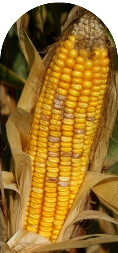 Risk & Mycotoxin Management in Indiana Corn