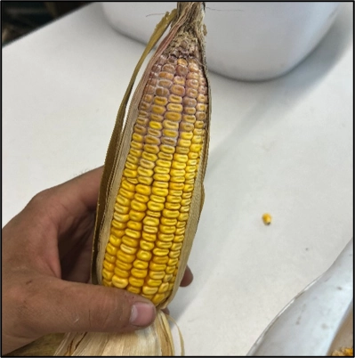 Giberella on Susceptible Corn Hybrid Sample