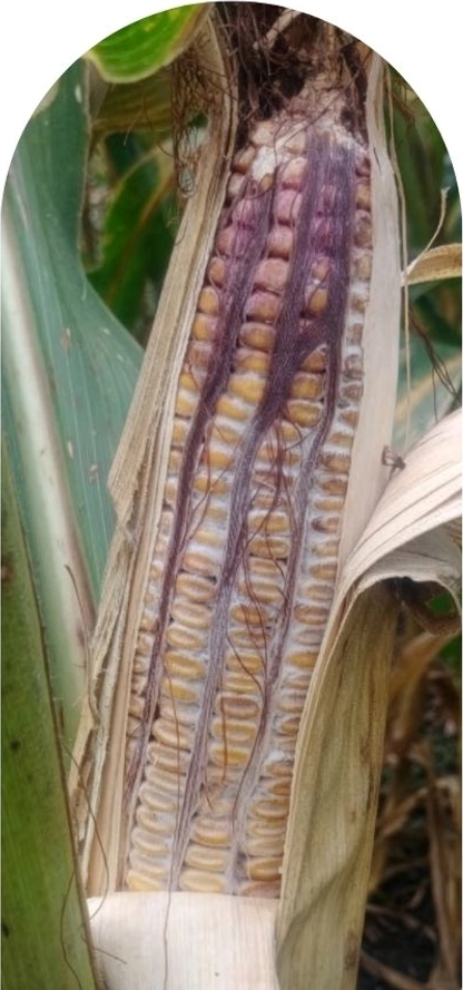Risk & Mycotoxin Management in Indiana Corn