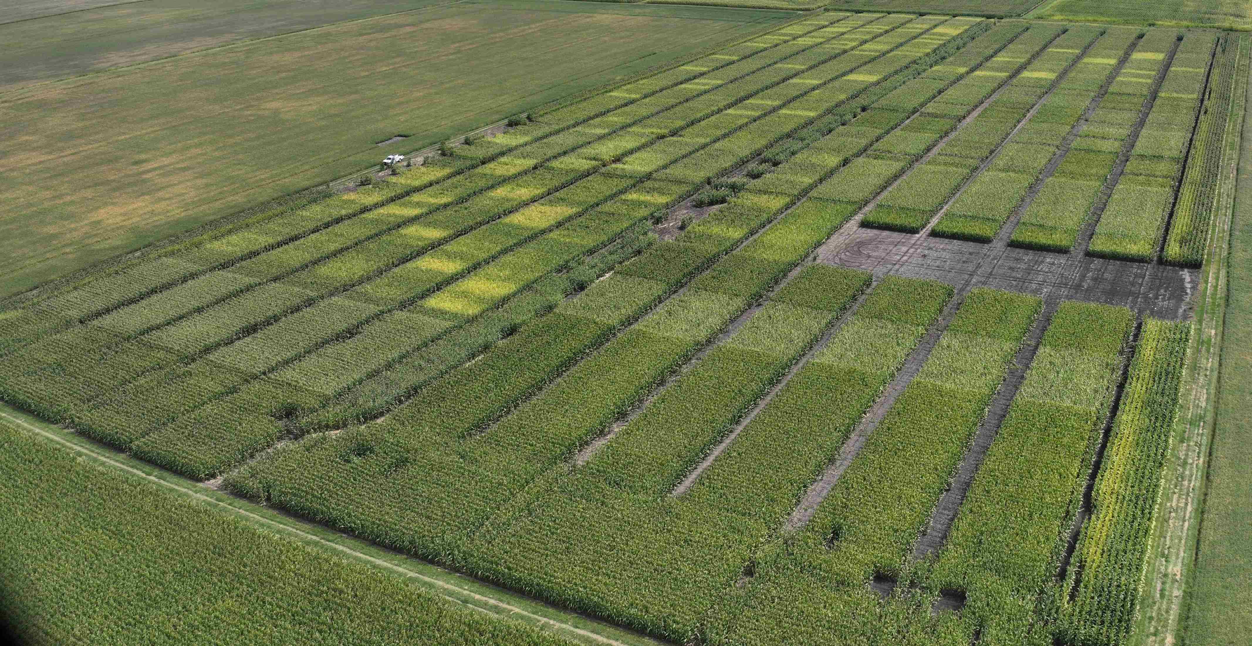 Sunrise in a Corn Field at ACRE