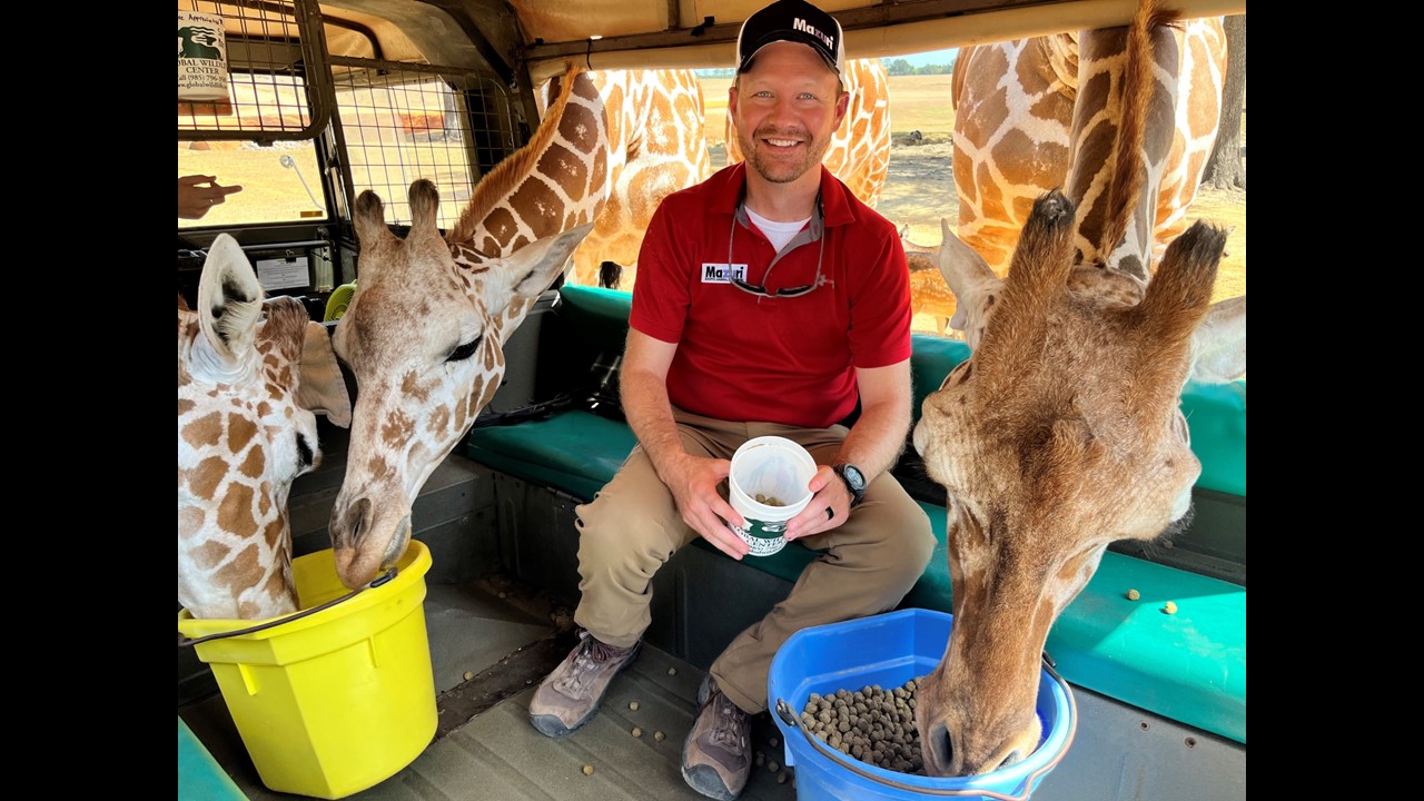 a man feeding giraffes