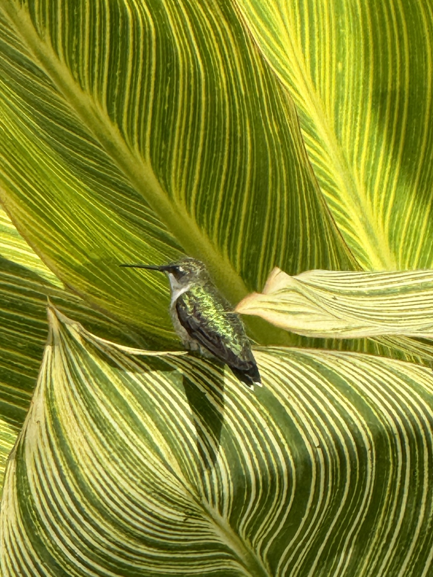 a hummingbird