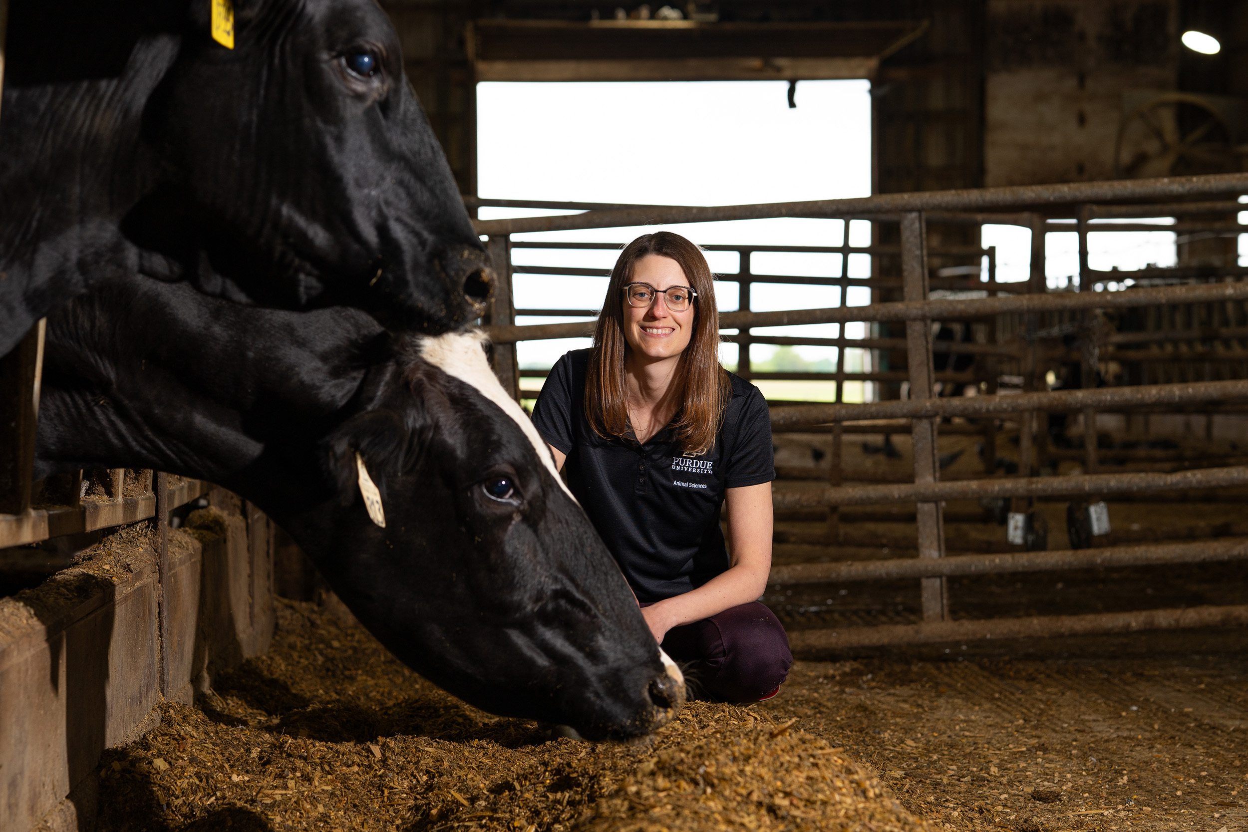 Heather Neave, assistant professor at Purdue University, kneels in a barn near Holstein dairy cows as they eat, with livestock fencing and natural light in the background.