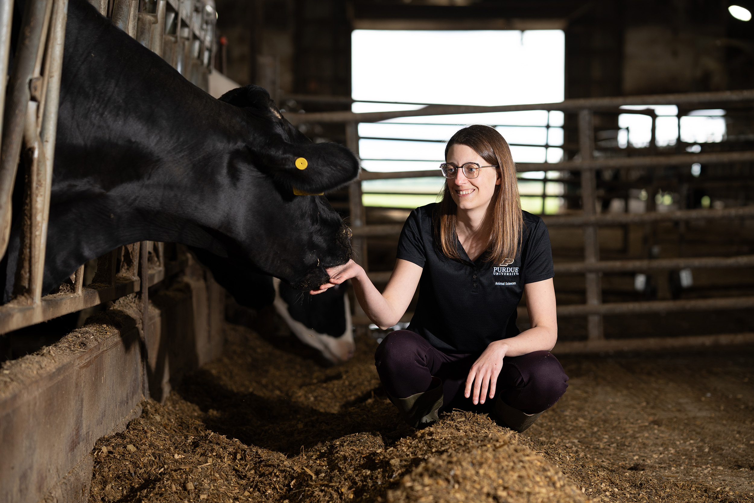 Heather Neave, assistant professor at Purdue University, kneels in a barn while gently feeding a Holstein dairy cow from her hand.