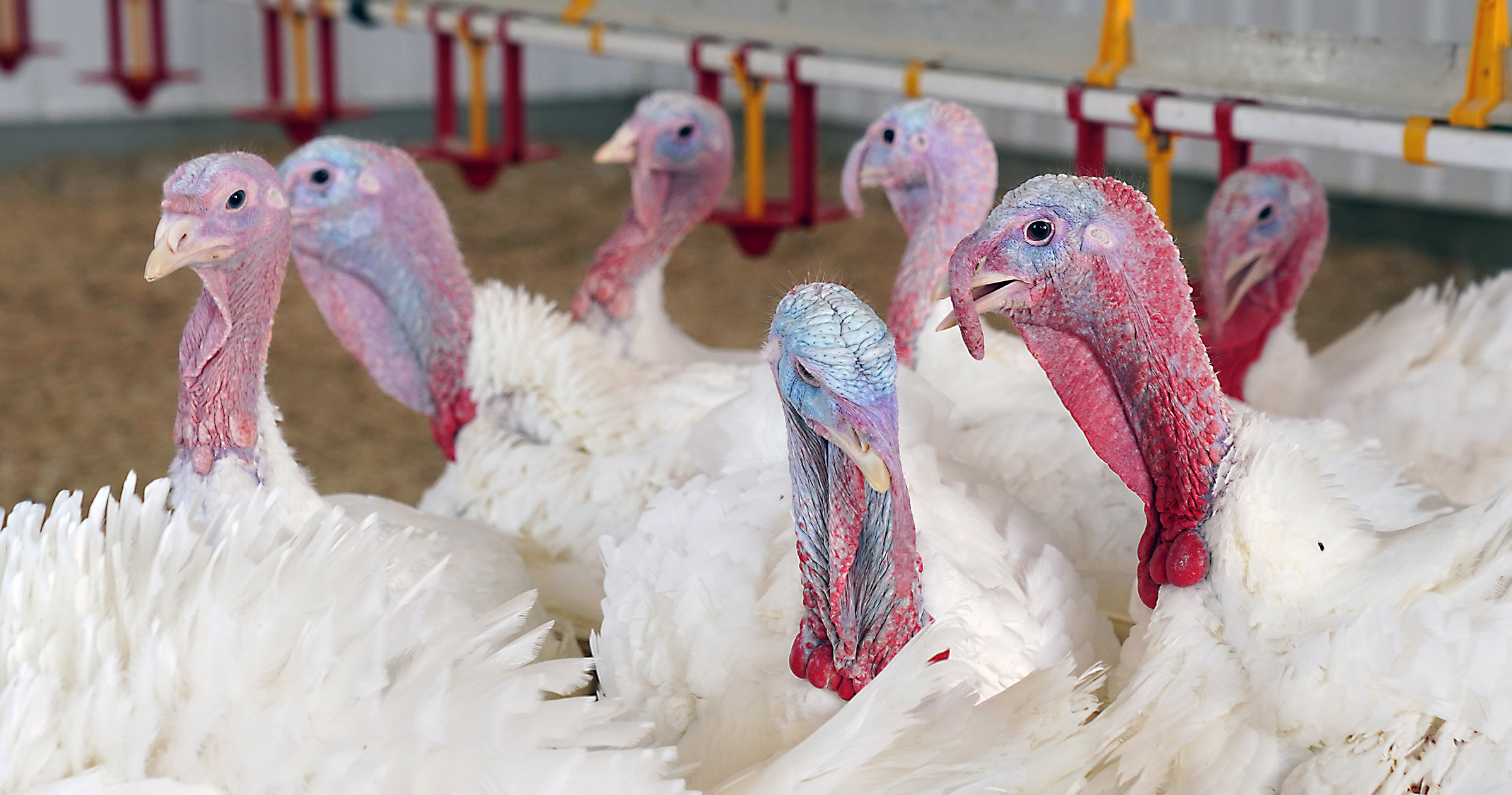 A group of white turkeys stands beneath a poultry watering system inside a commercial barn.