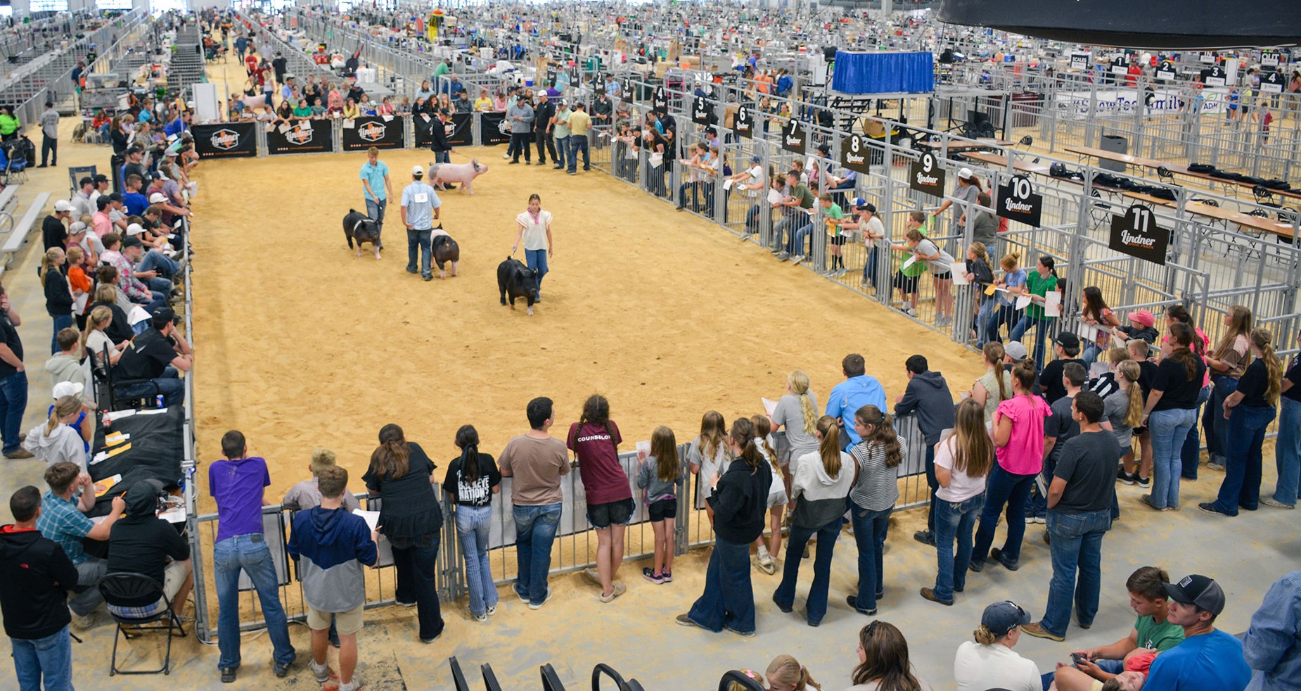 Handlers presenting pigs in a livestock judging contest inside an indoor arena, with spectators and judges observing from the perimeter.