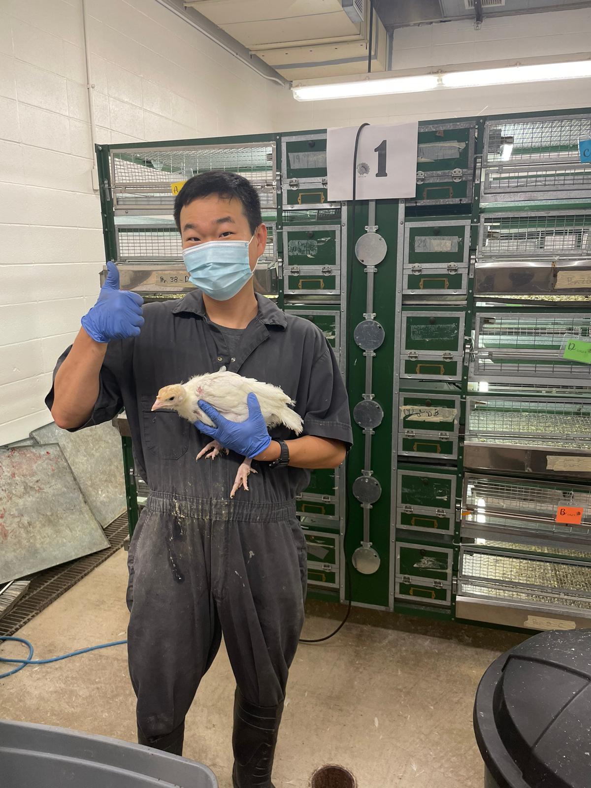 A man wearing a mask, gloves, and coveralls holds a broiler chicken in a research facility at South Dakota State University.
