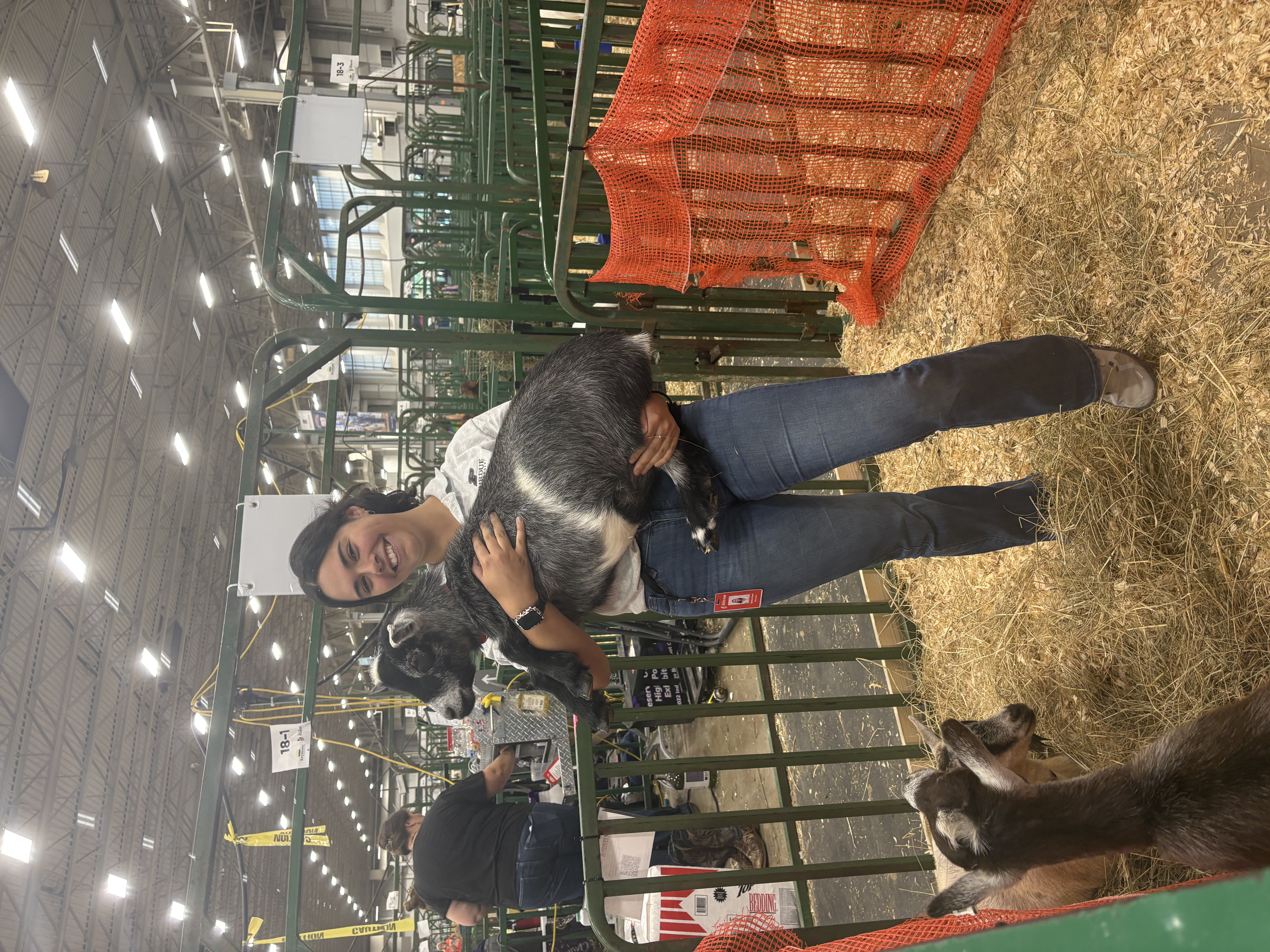 A Purdue Animal Sciences student holds a goat while standing inside the goat pen at the Indiana State Fair.