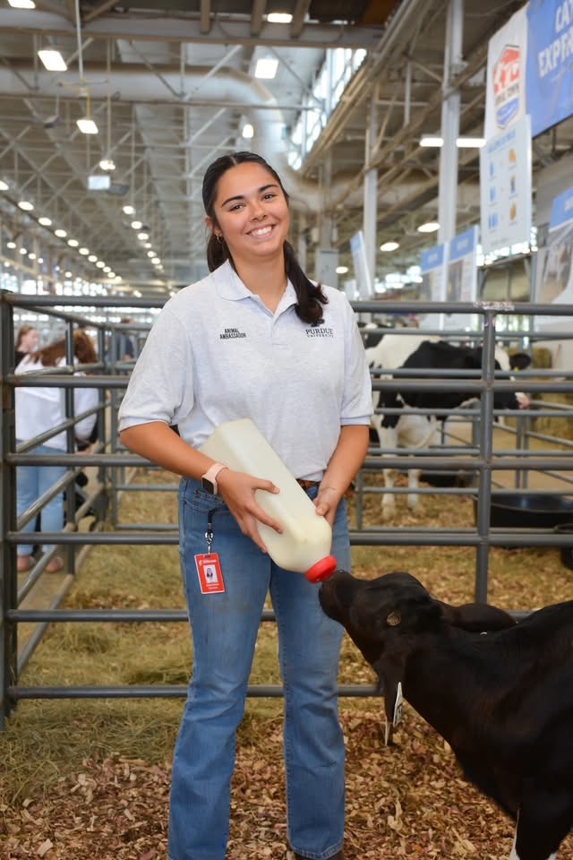 A Purdue Animal Sciences student bottle-feeds a calf inside the cattle exhibit area at the Indiana State Fair.