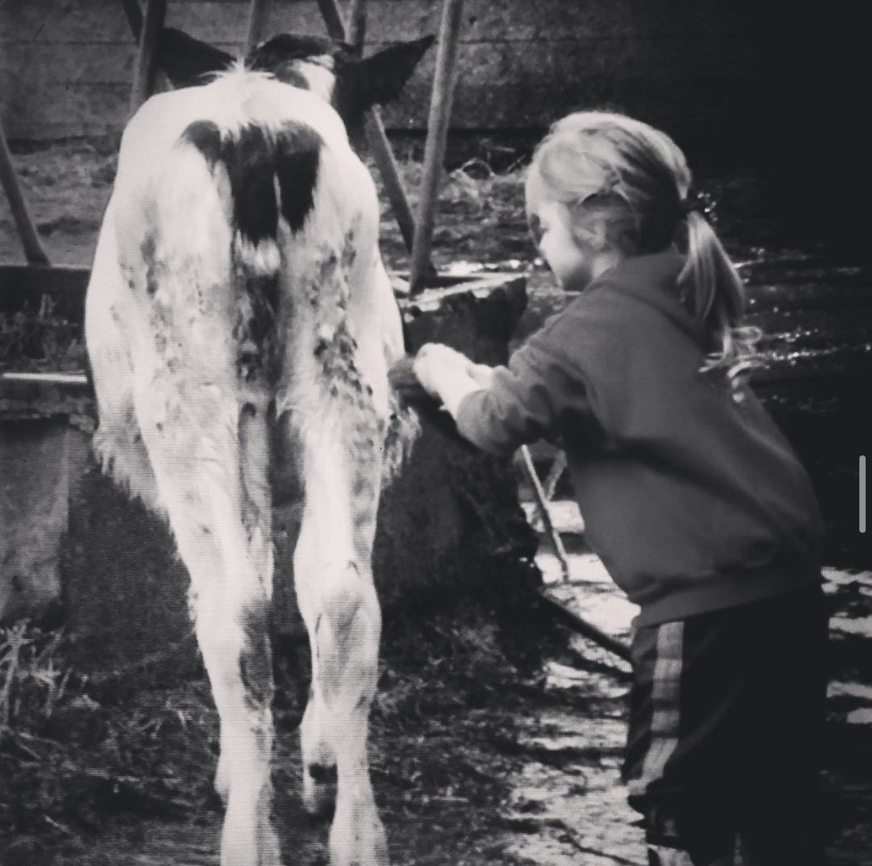 A black-and-white photo of a young girl washing a calf on a farm. She wears a sweatshirt, striped pants, and rubber boots while standing beside the calf in a muddy area near a feeding pen.