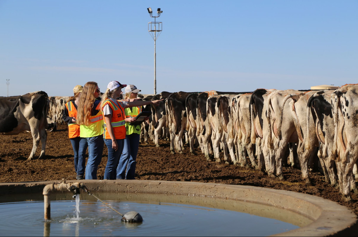 Jackie Mudd, wearing an orange safety vest and cap, points toward a row of Holstein cows while holding a clipboard during a dairy evaluation exercise. Three other students stand beside her, observing the cattle near a water trough.