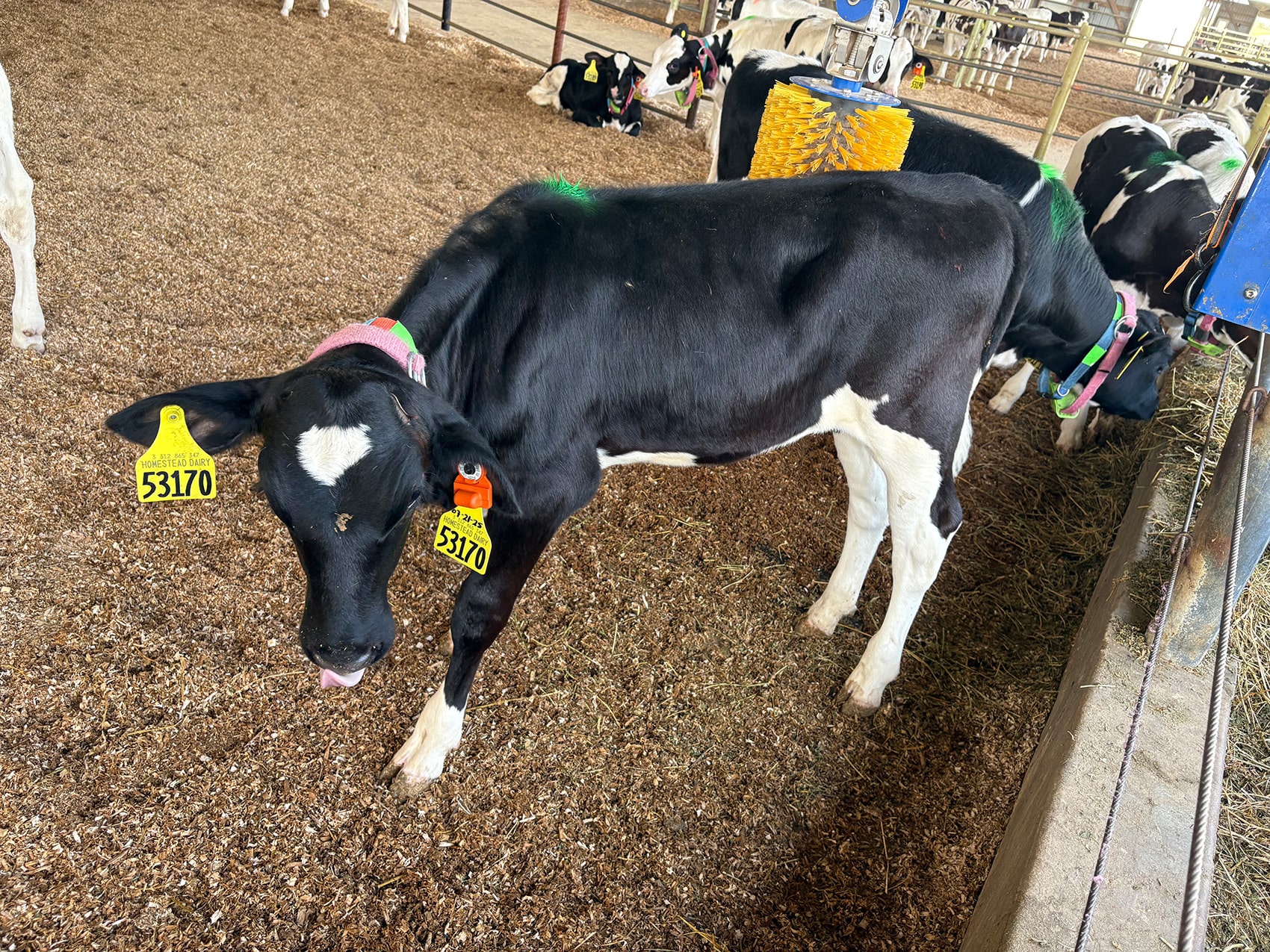 A black-and-white dairy calf with ear tags stands in a barn near a feed bunk, with other calves eating in the background. A yellow mechanical brush hangs above the group.