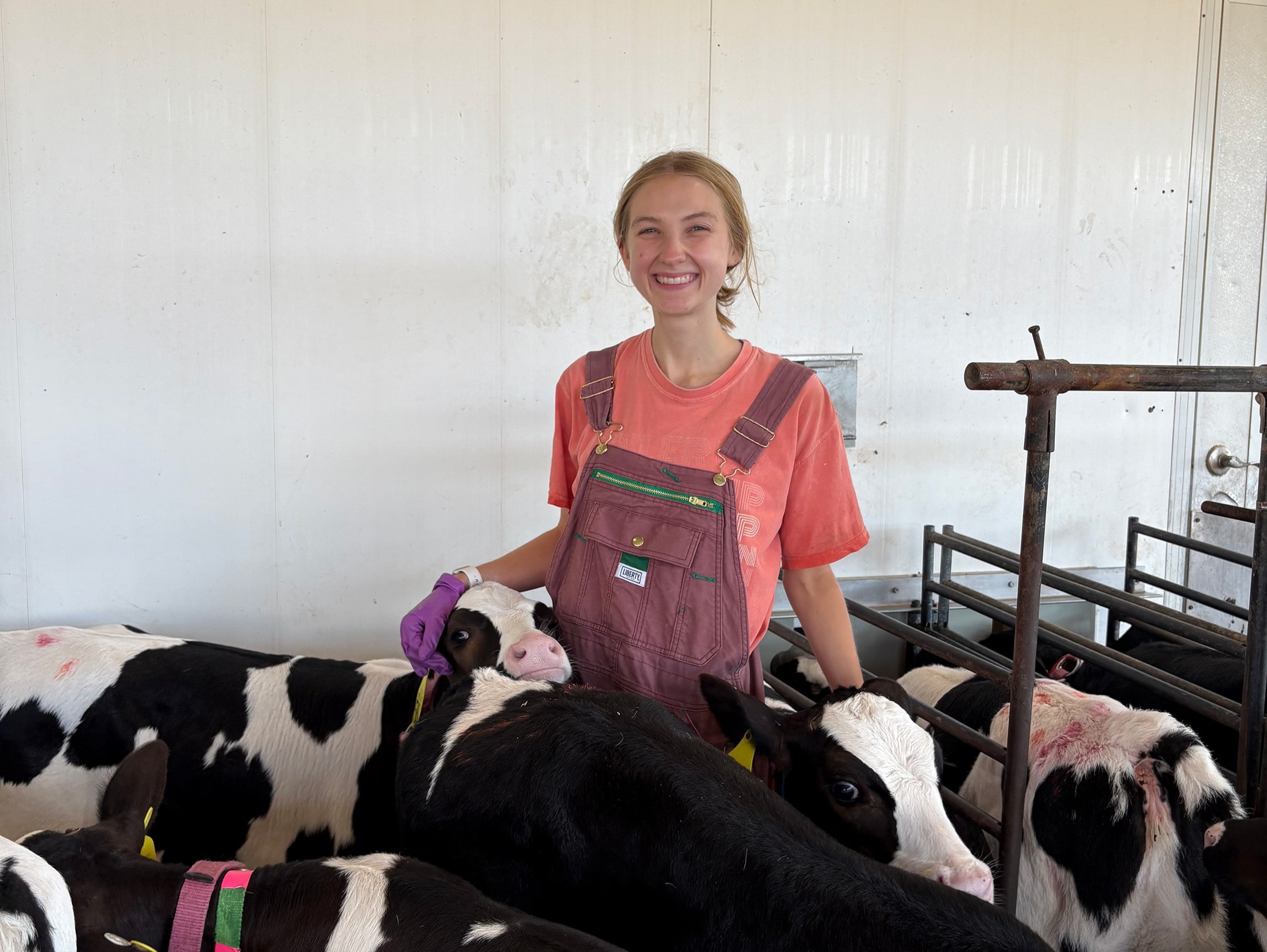 Anna Heck, wearing overalls and purple gloves, smiles while standing among several black-and-white dairy calves in a barn, resting her hand on one of the calves.