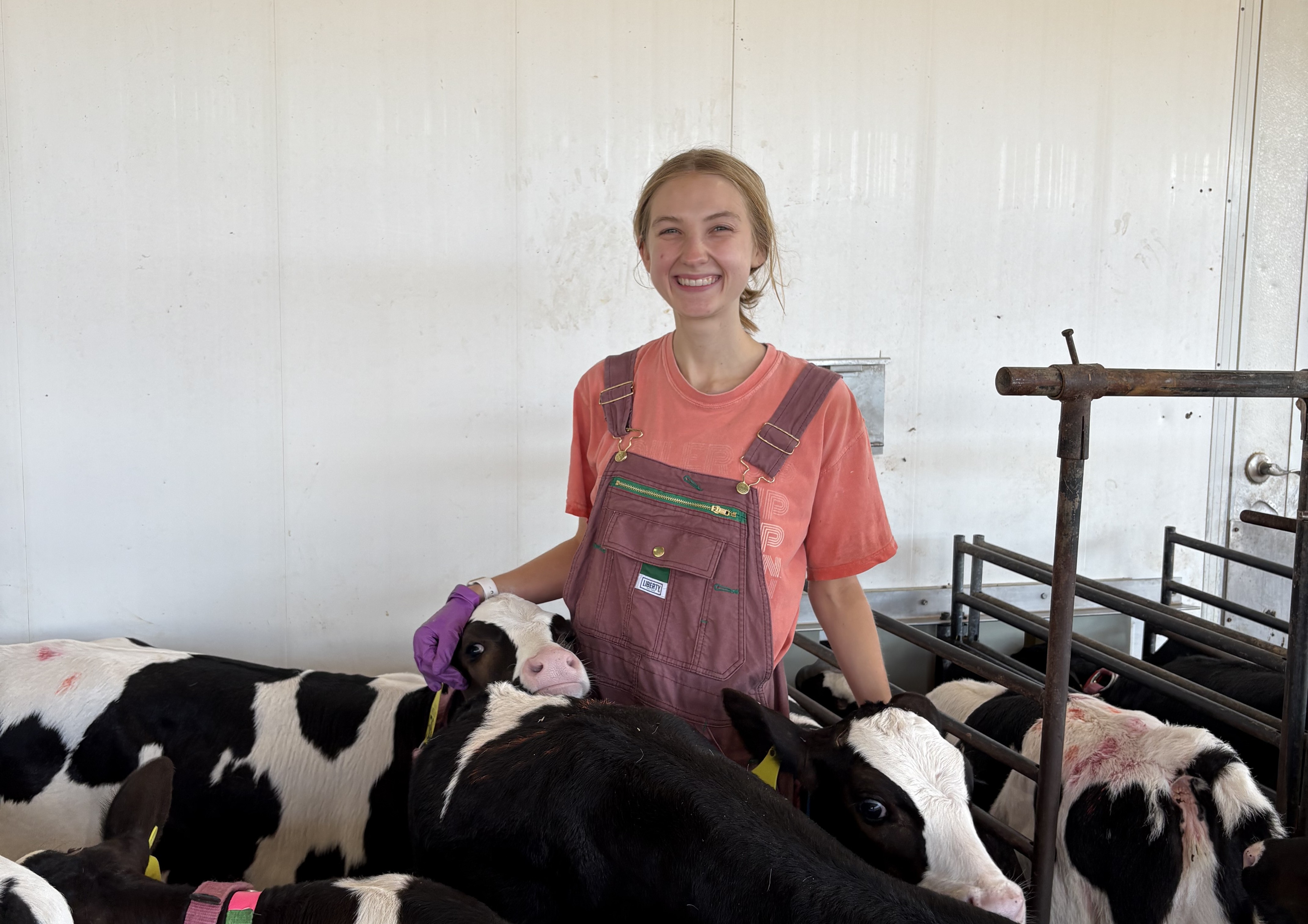 Anna Heck, wearing overalls and purple gloves, smiles while standing among several black-and-white dairy calves in a barn, resting her hand on one of the calves.