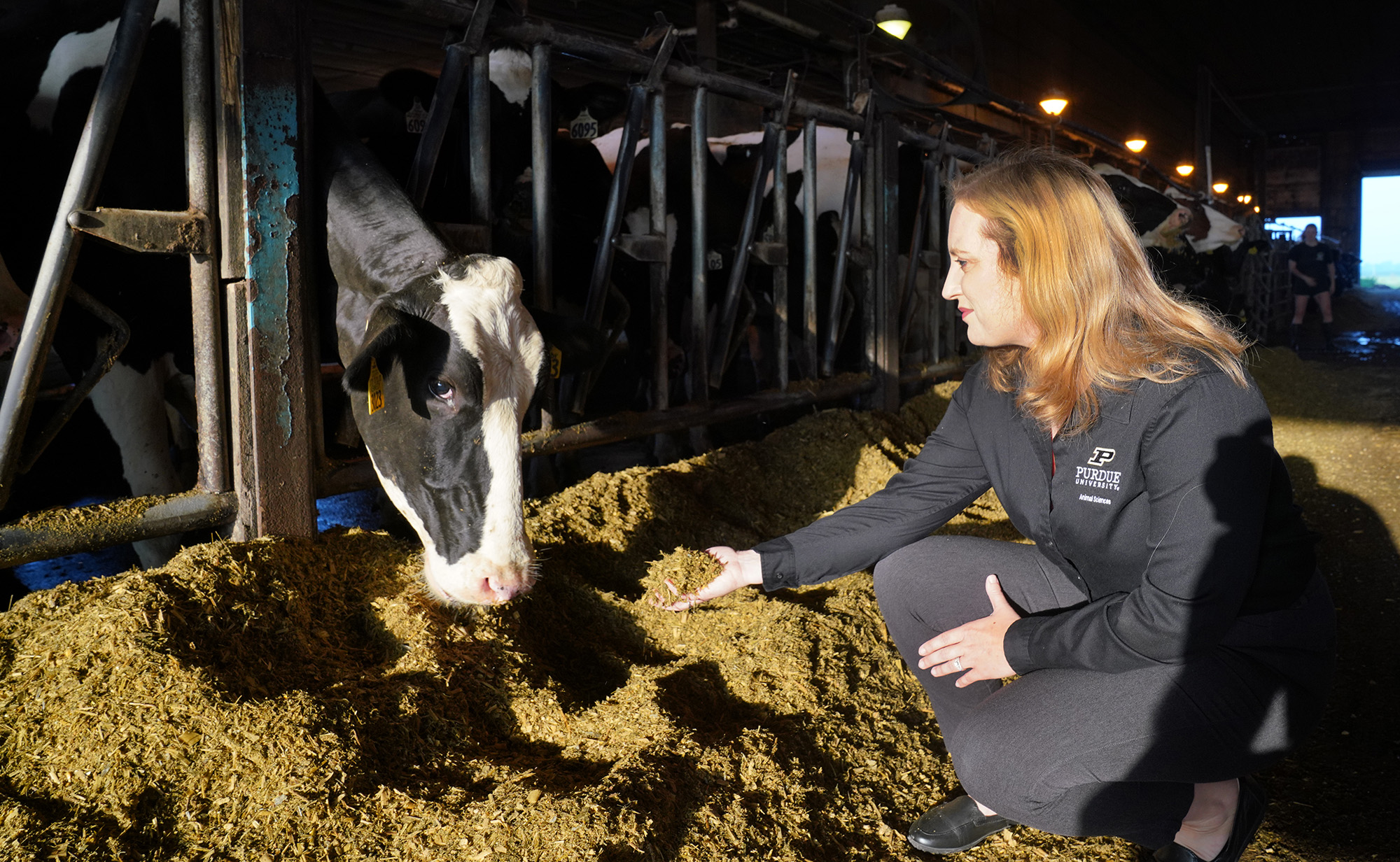 A woman in a black Purdue Animal Sciences jacket kneels beside a feed bunk in a dairy barn, holding a handful of feed out toward a Holstein cow that is eating. More cows and a lit barn aisle stretch into the background.
