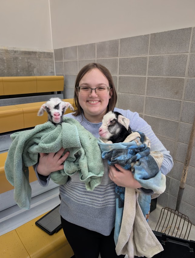 A student holds two baby goats.