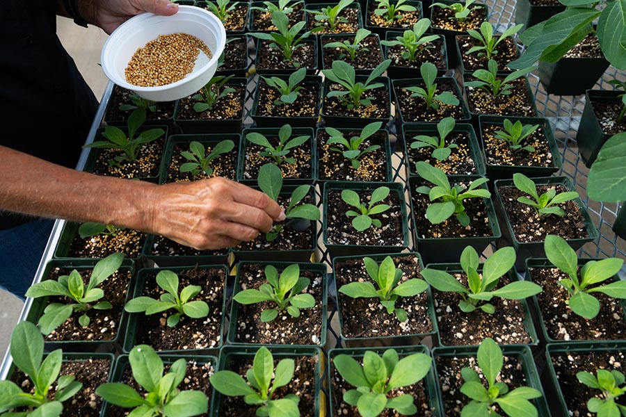Julie Young in greenhouse