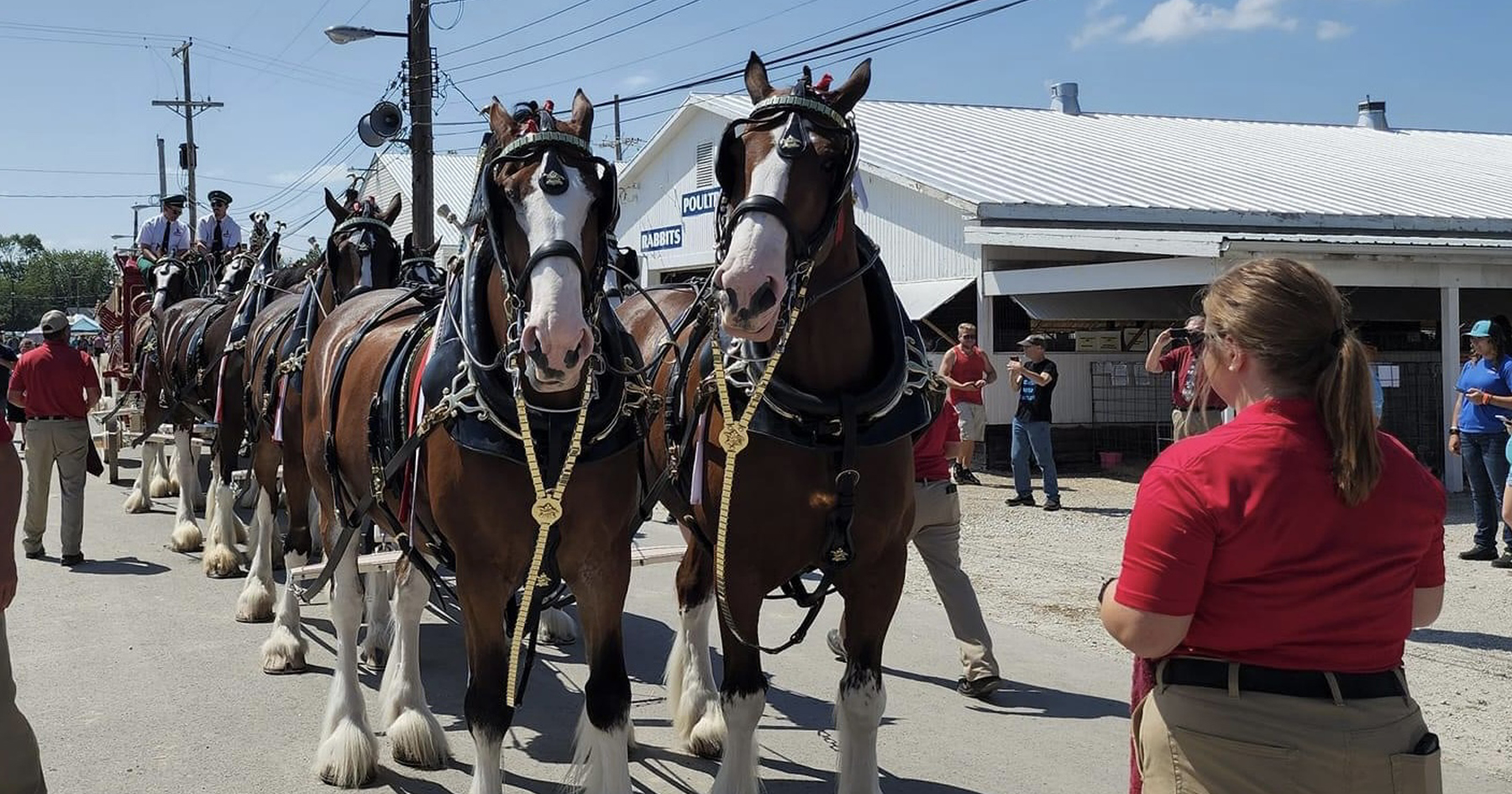 Megan Arnold and the Budweiser Clydesdale team