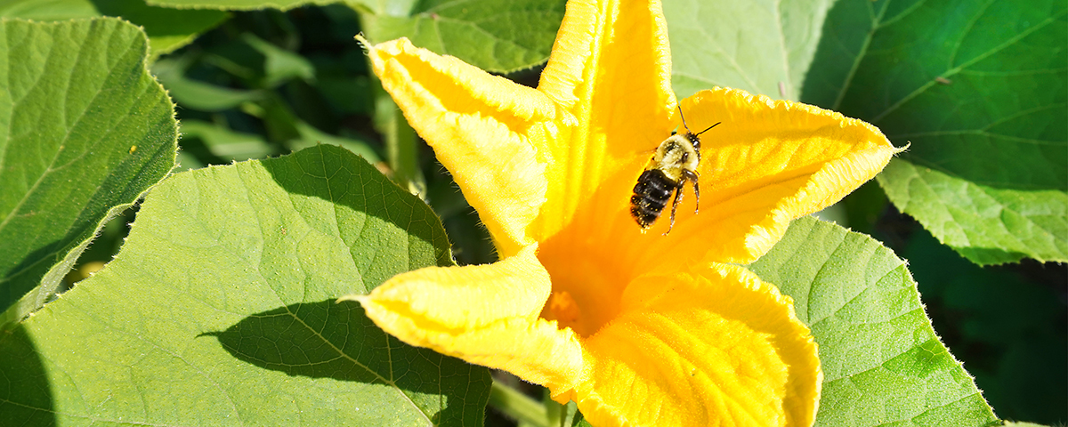 Bees on a flower