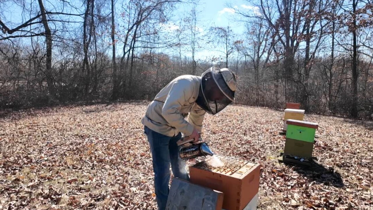 bee colony