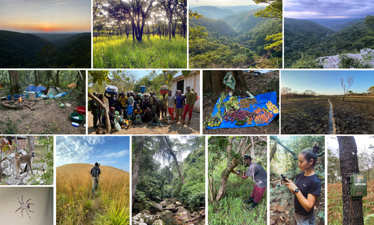 A collage of images from Ruth Bowers-Sword's summer of research in Tanzania. Top row (Left to Right): the view of a sunrise from the edge of a cliff looking over valley forests of the Issa Valley; a landscape photo of the Miombo woodlands located in the Issa Valley; a landscape photo of the dense forest valleys in the Ntakata forest; a landscape photo from the edge of a cliff looking over a valley forest. Row 2: a temporary camp in the Ntakata forest showing the group's tents and fire/eating area; Bowers-Sword's Ntakata forest team (two field assistants, two local scouts, and the camp cook) along with porters they hired to carry in all of their equipment and supplies to their campsite; all of the fresh food the group packed into the Ntakata forest to their temporary camp (cabbage, green peas, red onions, carrots, peppers, ginger, oranges, avocados, tomatoes); a landscape photo in the Issa Valley of new green grass growing after a wildfire had gone through the area. Row 3: a baboon in the camp at the Greater Mahale Ecosystem Research Conservation camp; a spider on the outside of Ruth's tent at the Greater Mahale Ecosystem Research Conservation camp; Ruth's field assistant walking in front of her as they hike up to the top of a mountain in the Ntakata forest; a photo from the middle of a river at the bottom of a forest valley; a photo of Ruth's field assistant measuring the DBH of a tree for work associated with the NASA project; Ruth holding a GPS while taking a GPS point of a primate encounter while in the Ntakata forest; one of the Pijanowski's lab’s acoustic sensors deployed in the Issa Valley.