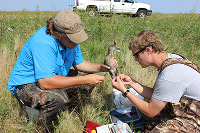 Janke banding a blue-winged teal in South Dakota as part of his PhD research