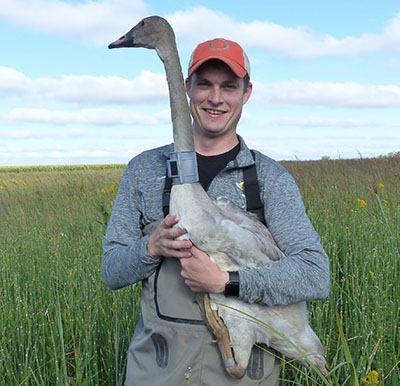 Janke holds a trumpeter swan