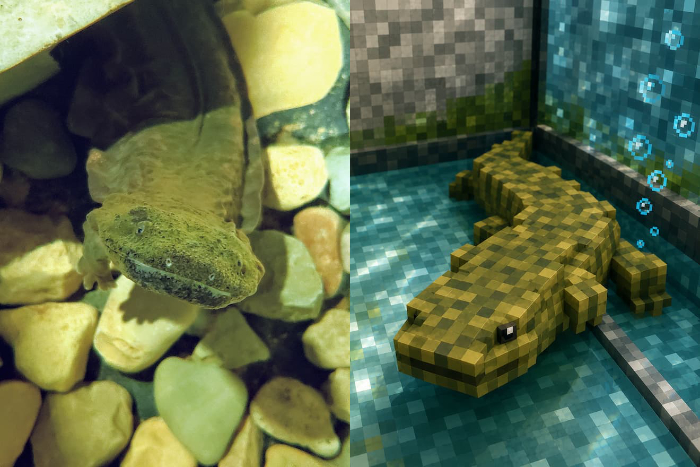Hellbender Minecraft