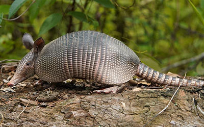 A nine-banded armadillo