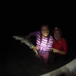 A juvenile lemon shark from night field work at sfs study abroad summer 2016.