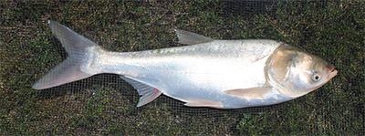 Adult silver carp - photo by Taylor Mogavero