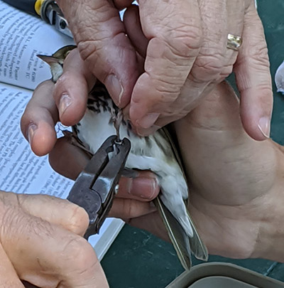 Students safely holding bird in hand