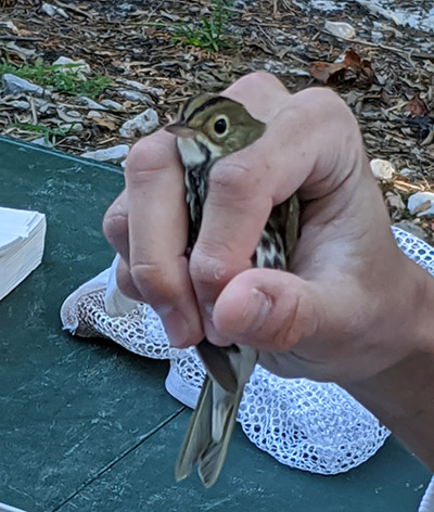 Students using tool to measure wingspan of bird