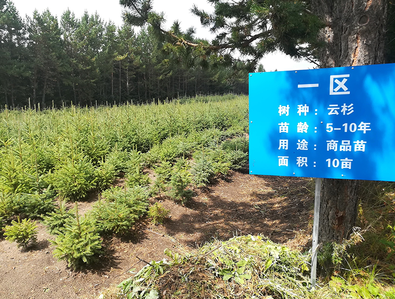This newly planted forest in China is an example of afforestation — growing forest where there was none before. (Photo provided by Jingjing Liang)