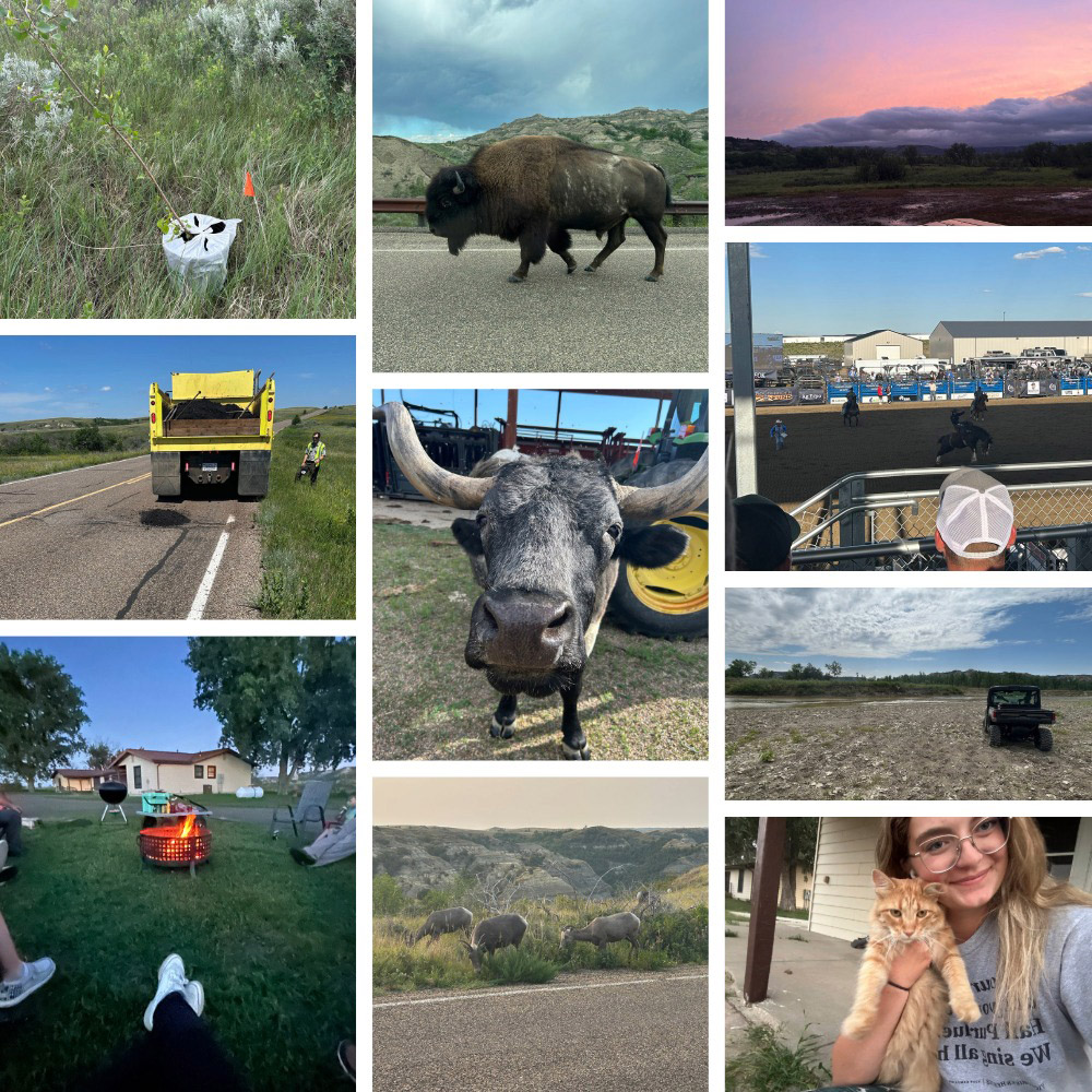 A collage of images from Gloria Aichinger's summer 2026 internship at Theodore Roosevelt National Park: Planting cottonwood samplings; a large bull bison that walked by Gloria's work truck; a beautiful sunset over the park as a storm rolled in. Row 2: Patching potholes on the road; one of the longhorns who lives on the property; a local rodeo Gloria attended with her roommates. Row 3: Gloria's UTV down around the woods and Little Missouri River; Row 4: Relaxing at a July 4 cookout; a family of bighorn sheep; Gloria with her boss's cat Mandy. 