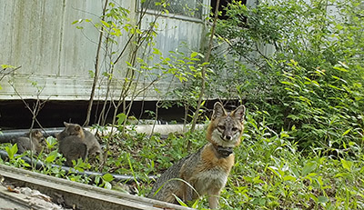 A coyote wearing a radio collar.