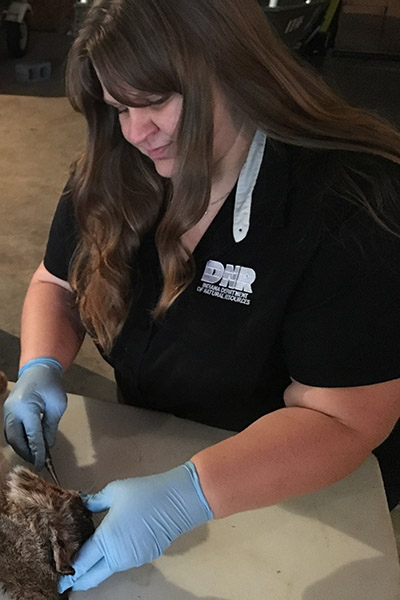 Geriann Albers works on a small mammal