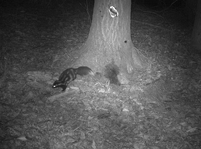 A spotted skunk shown on a trail camera