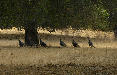 A group of turkeys walks through a field