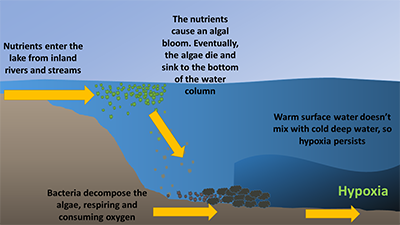 A cartoon demonstrating how added nutrients can cause seasonal hypoxia to become more severe in bodies of water like Lake Erie. 