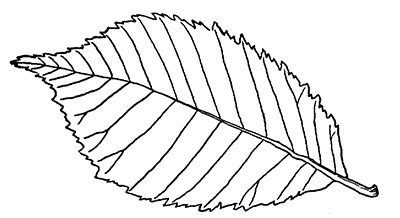 Line drawing of an American elm leaf