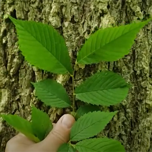 Leaves from an American elm tree