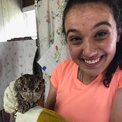 An eastern screech owl patient at owl moon raptor center internship summer 2017.